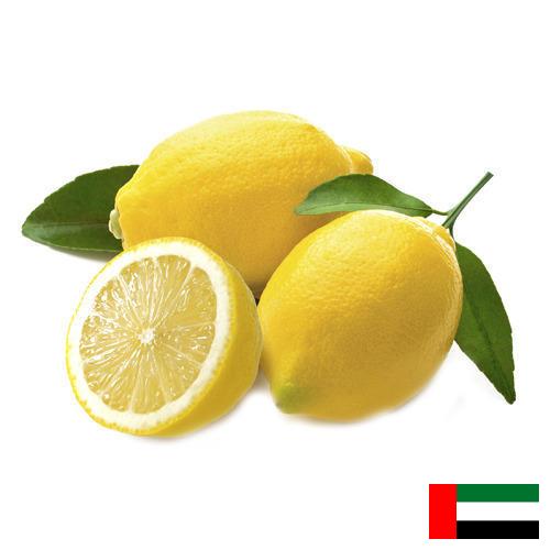 лимон свежий из Объединенных Арабских Эмиратов