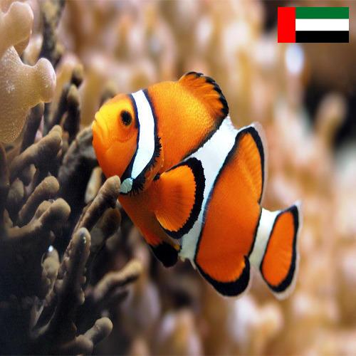 рыба из Объединенных Арабских Эмиратов