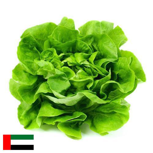 салат из Объединенных Арабских Эмиратов