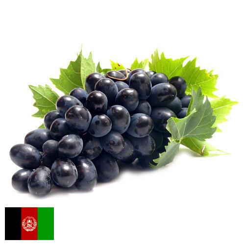 Виноград из Афганистана