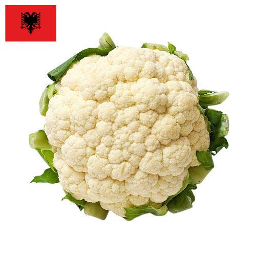 Капуста цветная Албания