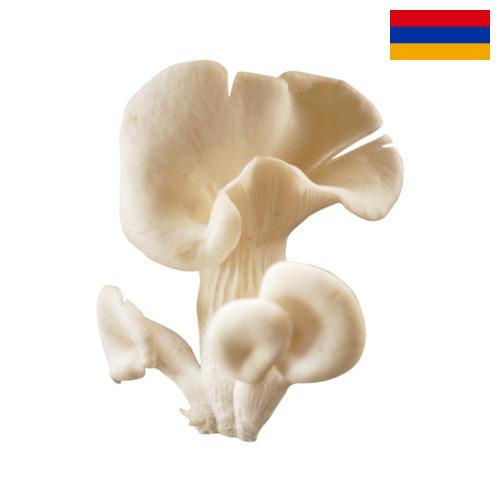 грибы вешенки из Армении