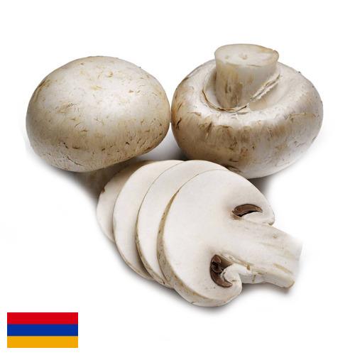Грибы из Армении