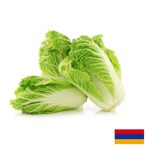 капуста пекинская из Армении