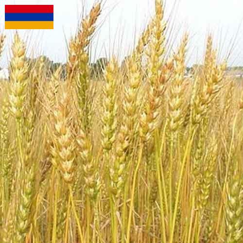 Кормовые культуры из Армении