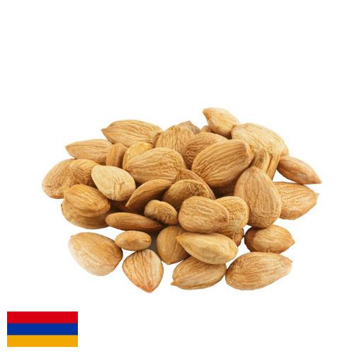 косточки абрикоса из Армении