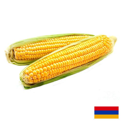 Кукуруза из Армении