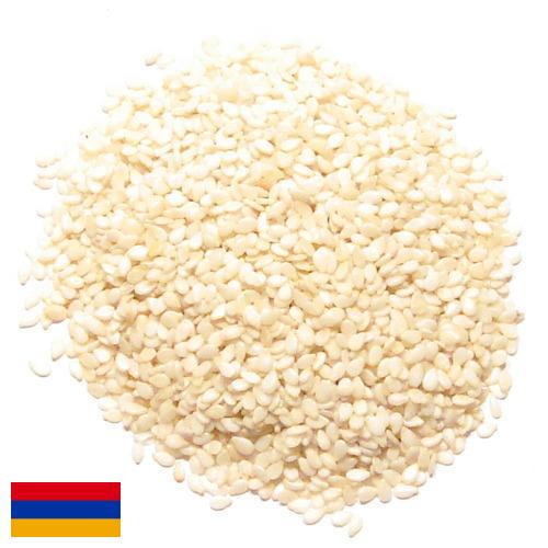 кунжут семена из Армении