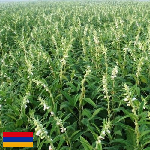 Кунжут из Армении