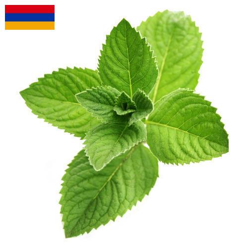 Ментол из Армении