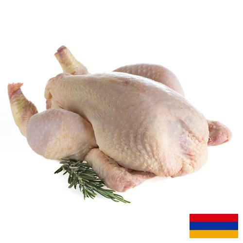 мясо птицы тушка из Армении