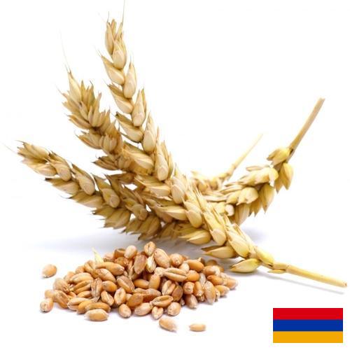 Пшеница из Армении