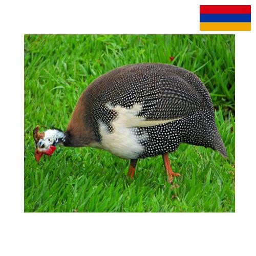 птица из Армении