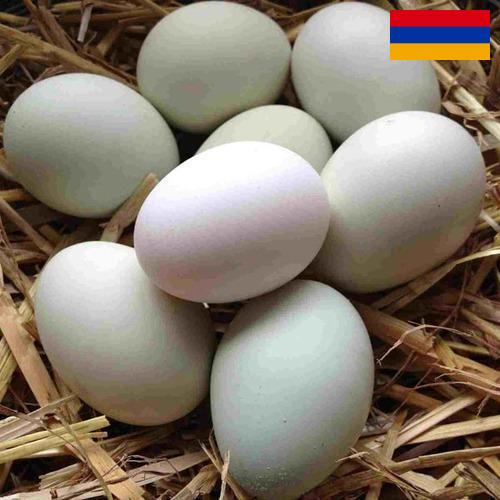 субпродукты птицы из Армении