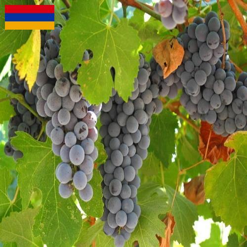вино виноградное из Армении