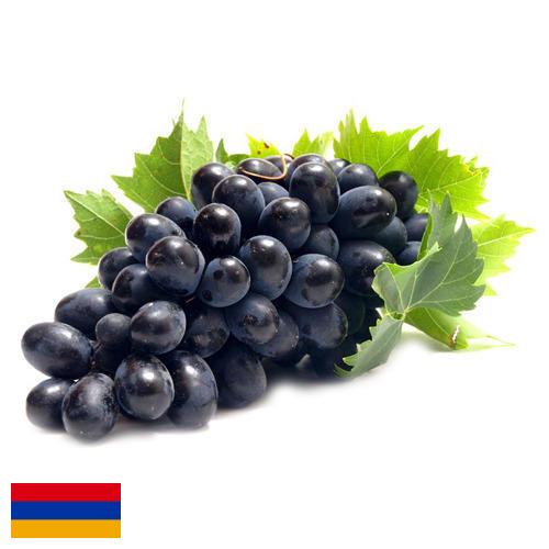 Виноград из Армении