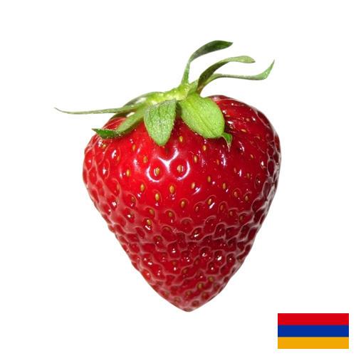 Земляника из Армении