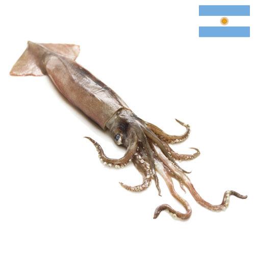 Кальмары из Аргентины