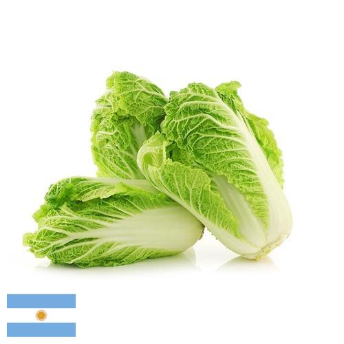Капуста китайская из Аргентины