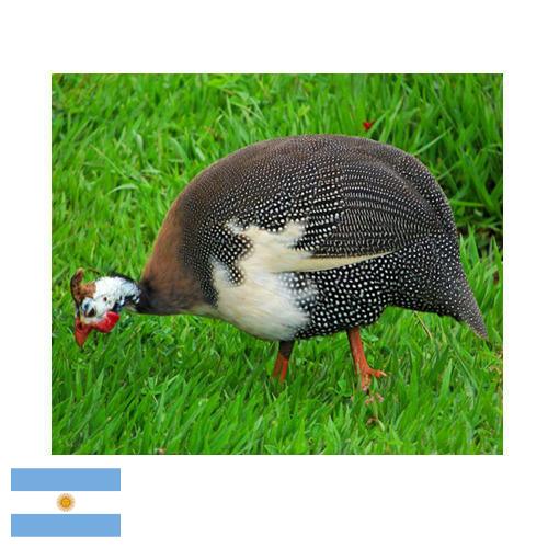 птица из Аргентины