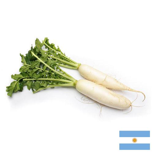 Редька из Аргентины