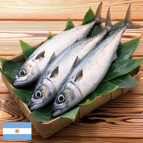 рыба свежая из Аргентины
