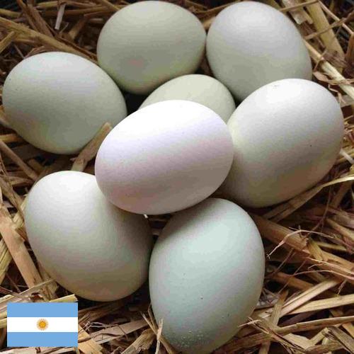 субпродукты птицы из Аргентины