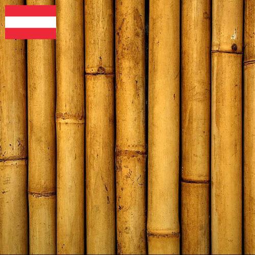 Бамбук из Австрии