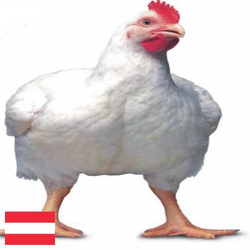Цыплята-бройлеры из Австрии