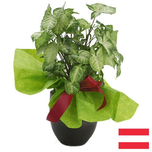 Декоративные растения из Австрии