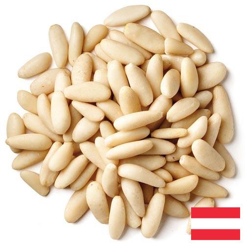 Кедровые орехи из Австрии