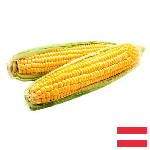 Кукуруза из Австрии