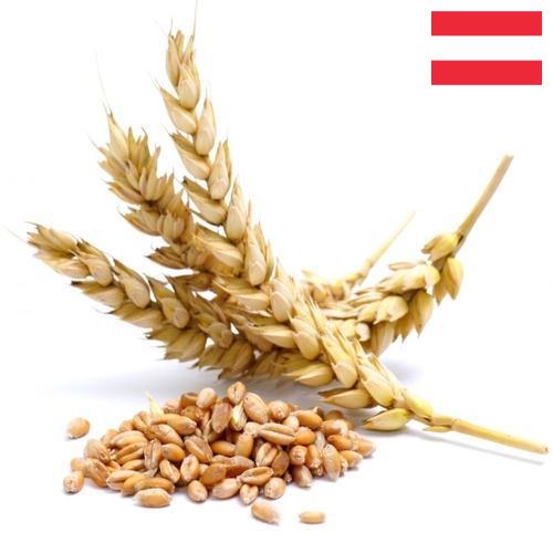 Пшеница из Австрии