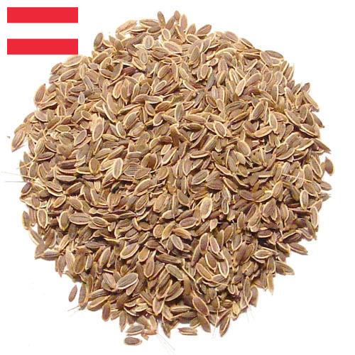 Семена укропа из Австрии