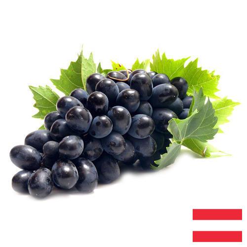 Виноград из Австрии