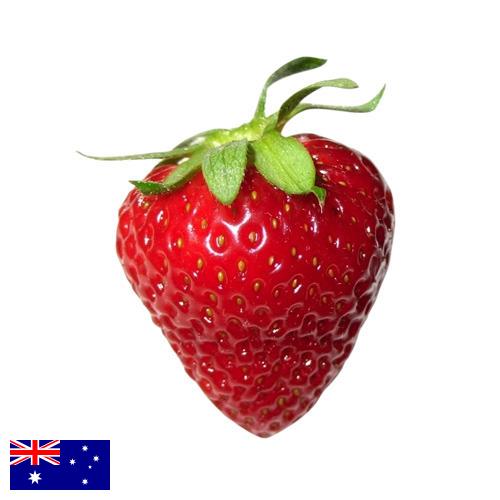 Клубника из Австралии