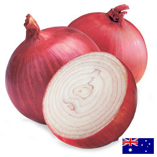 Лук красный из Австралии