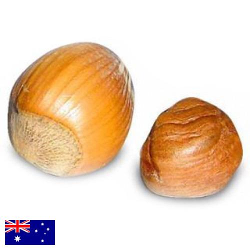 орех фундук из Австралии