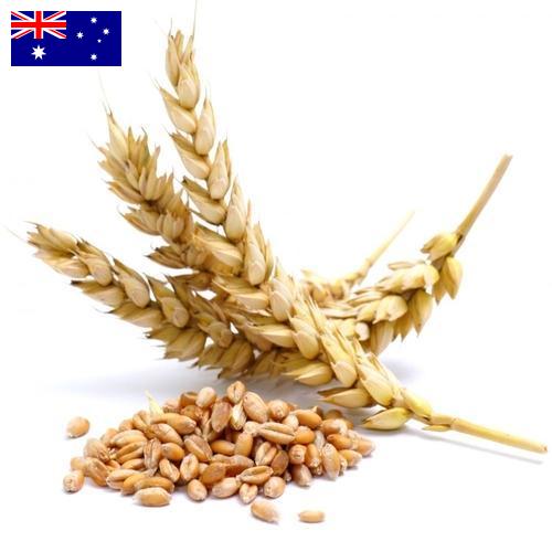 Пшеница из Австралии