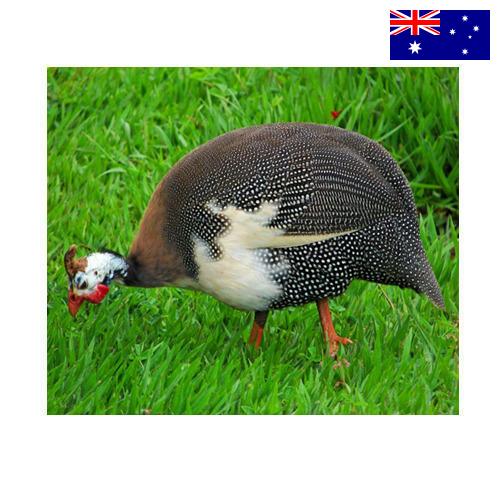 птица из Австралии