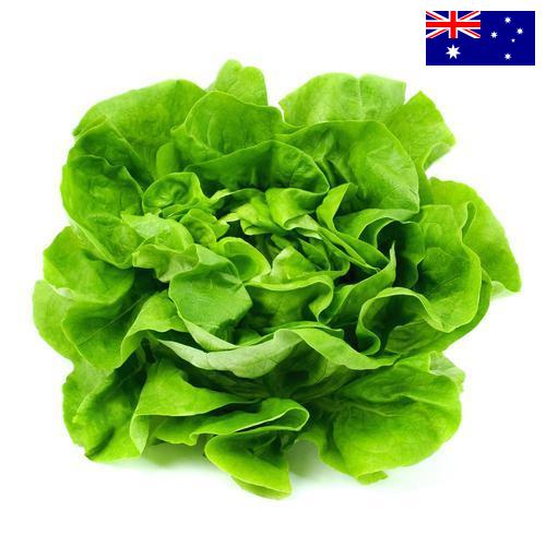 салат из Австралии