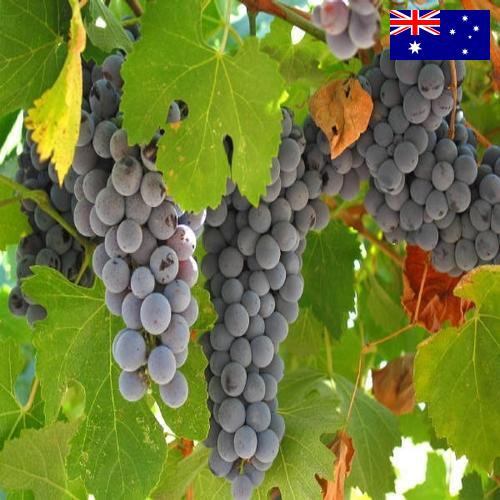 вино виноградное из Австралии