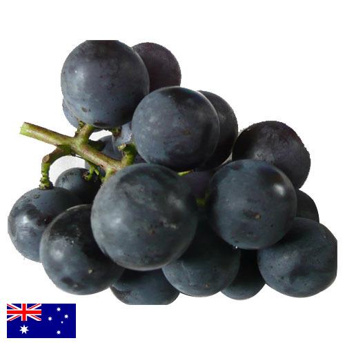 виноград столовый из Австралии