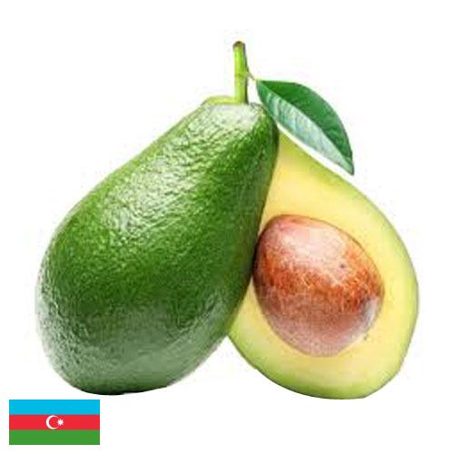 Авокадо из Азербайджана