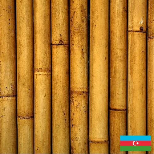 Бамбук из Азербайджана