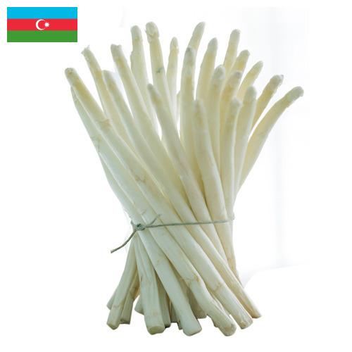белая спаржа из Азербайджана