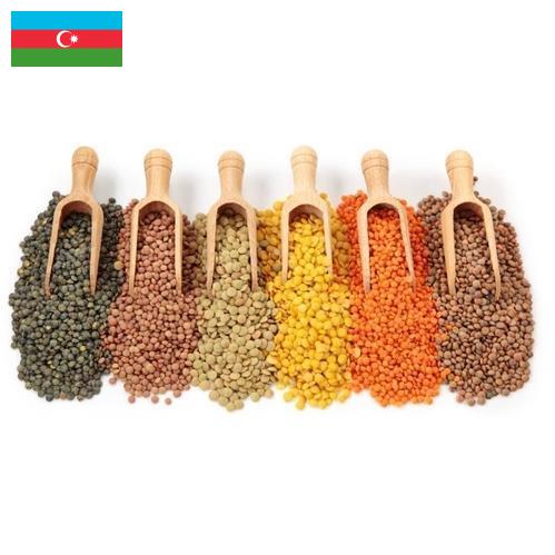 Бобовые культуры из Азербайджана