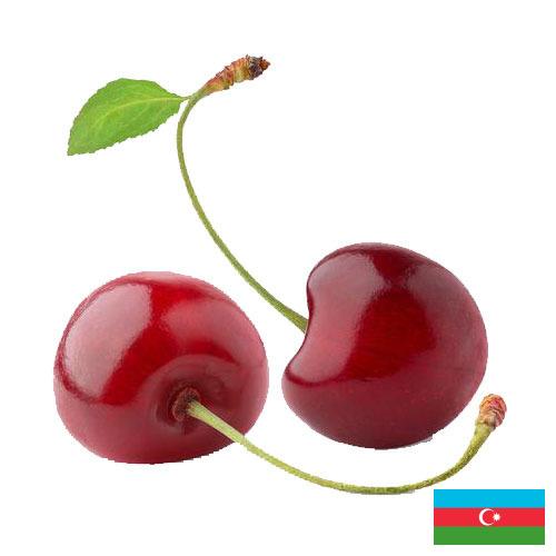 Черешня из Азербайджана