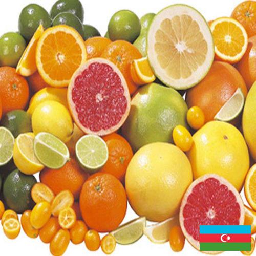 Цитрусовые фрукты из Азербайджана