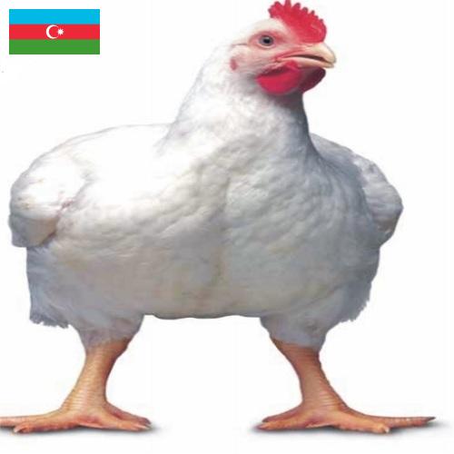 Цыплята-бройлеры из Азербайджана